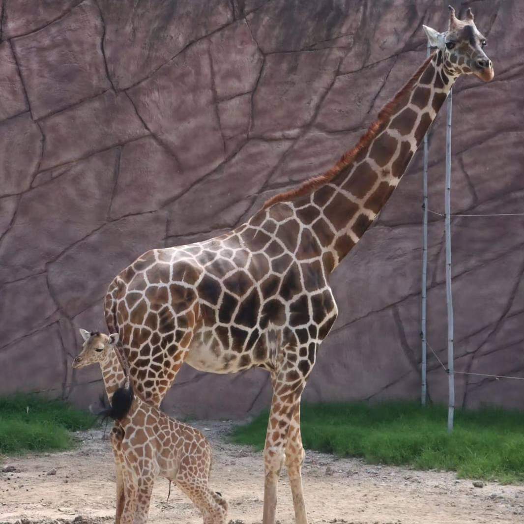 Nueva cría de jirafa entusiasma a visitantes del zoológico Tamatán: Concurso infantil definirá su nombre