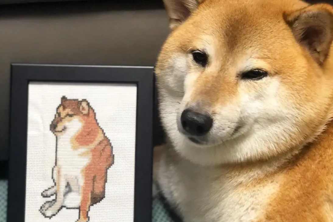 Muere Cheems, el famoso perrito de los memes: «Está libremente en el cielo»