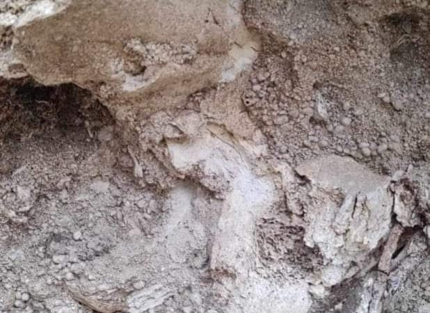 Descubren restos fósiles de un mamut en Jaumave. Un paleontólogo ya está indagando el hallazgo realizado por unos ejidatarios