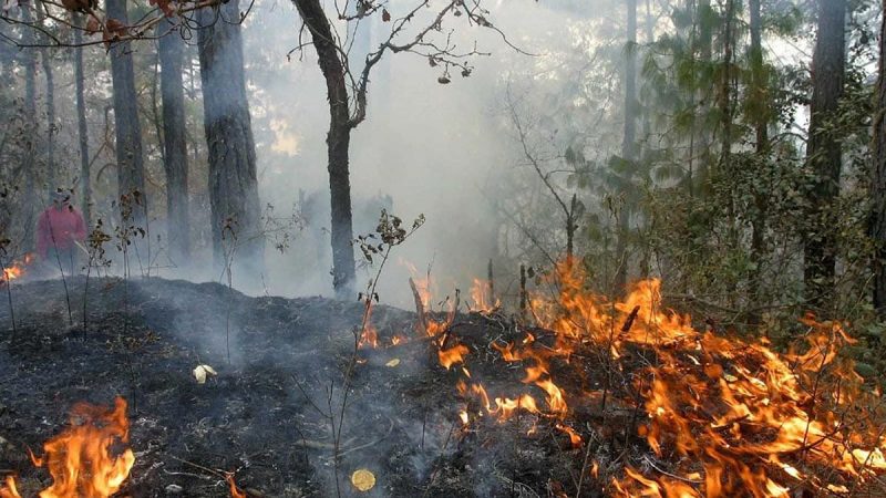 Anticipan temporada severa de incendios forestales en Tamaulipas