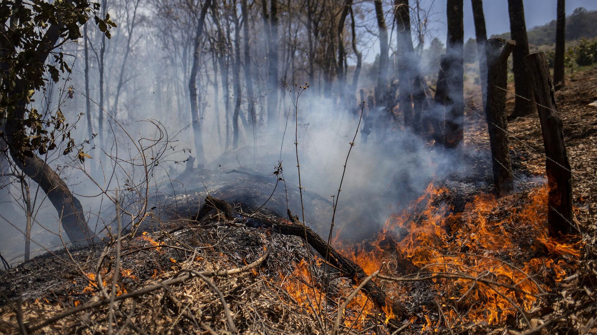 Más de 100 incendios forestales arrasan zonas de México: autoridades en alerta