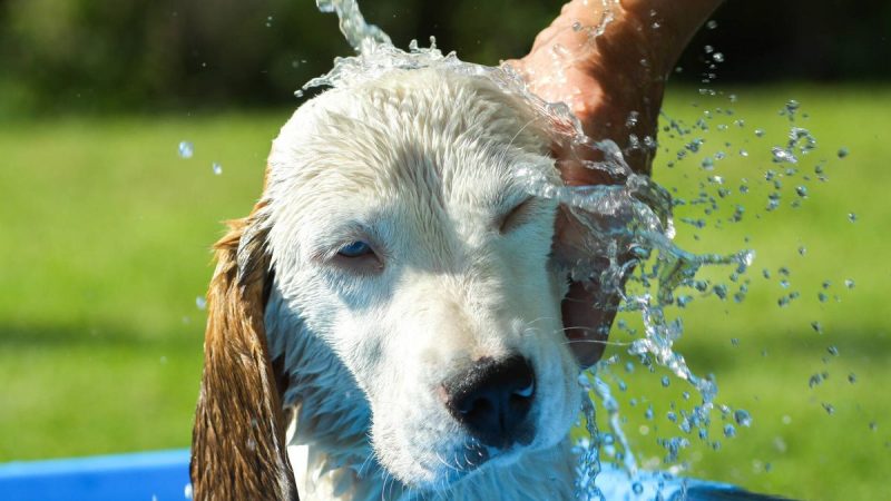 ¡Protege a tus mascotas de los golpes de calor!