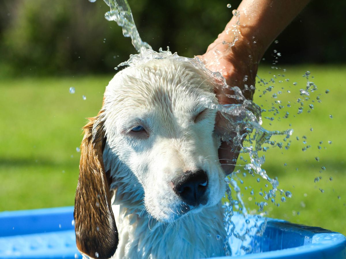 ¡Protege a tus mascotas de los golpes de calor!
