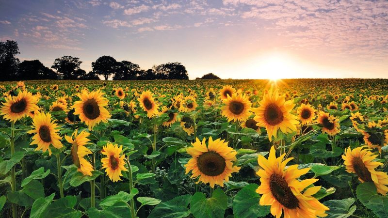 Buscan contrarrestar la sequía en Tamaulipas mediante el uso de semilla de girasol