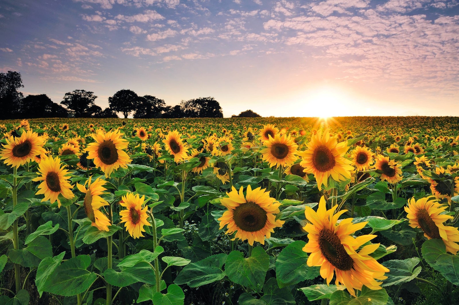 Buscan contrarrestar la sequía en Tamaulipas mediante el uso de semilla de girasol