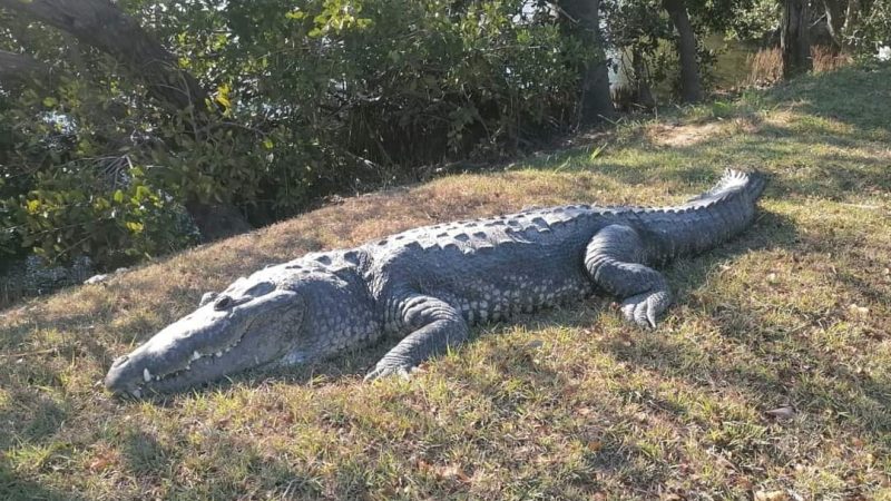 Cocodrilo de 3 metros sorprende a paseantes en Tampico