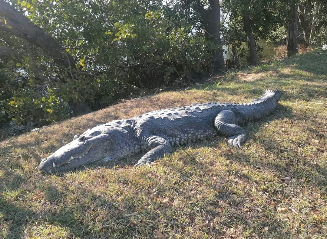 Cocodrilo de 3 metros sorprende a paseantes en Tampico