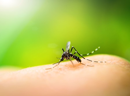 Casos de dengue en México suben 468% interanual en lo que va de 2024