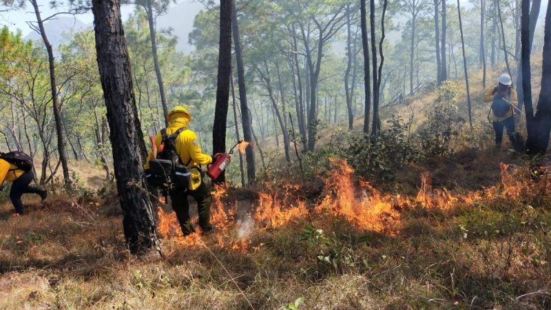 Protección Civil de Tamaulipas anuncia sanciones severas, Incluyendo multas y prisión, para quienes causen Incendios Forestales.