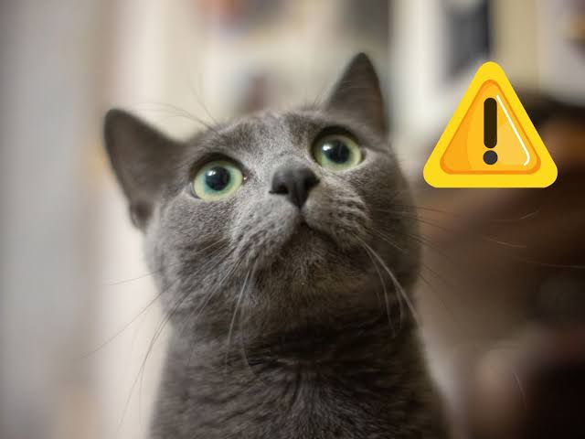 Gato cae a tanque con químicos tóxicos y pone en alerta a ciudad japonesa