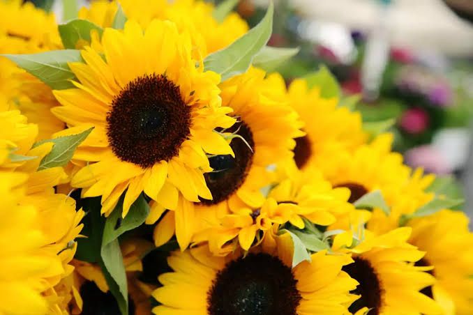 Este es el origen de regalar Flores Amarillas el 21 de Marzo