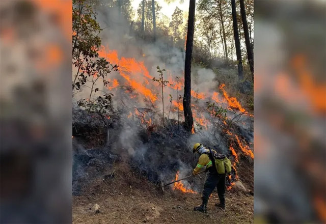 Incendio en el Bosque Santuario de la Mariposa Monarca en Michoacán: Hábitat Afectado, Mariposas a Salvo