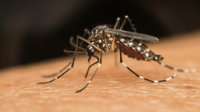 ¡Alerta en México! Confirmado primer caso de virus Zika en 2024.