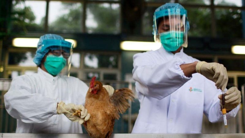 Aumenta la preocupación por la transmisión de la gripe aviar a humanos, advierte la OMS