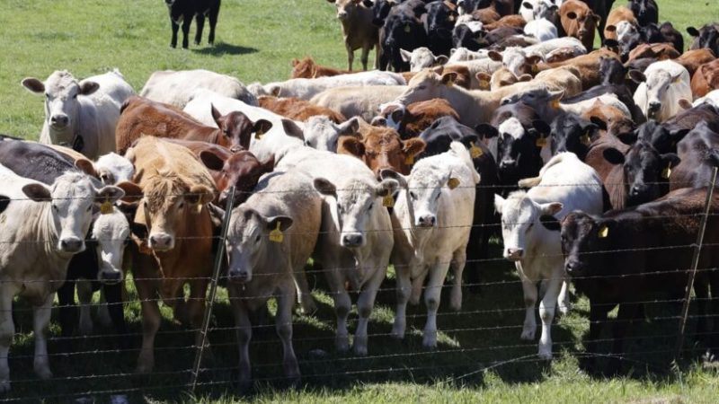 OMS advierte que el cambio climático impulsa la expansión de la gripe aviar