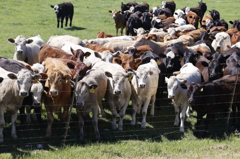 OMS advierte que el cambio climático impulsa la expansión de la gripe aviar