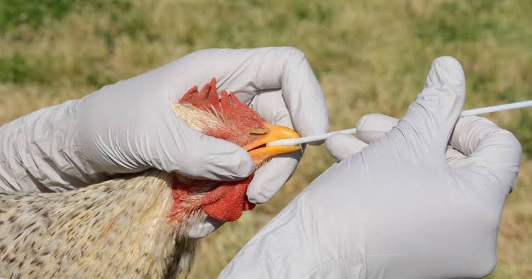 Gripe aviar se propaga a mamíferos, generando preocupación sobre posible transmisión a humanos
