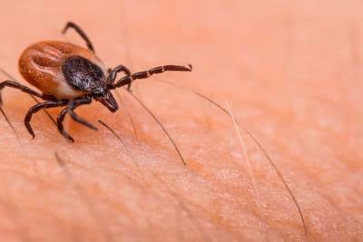 Cuidado con las garrapatas! Detecta y previene la rickettsia
