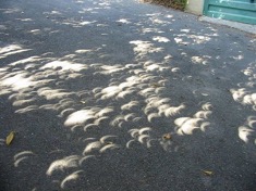 Misterio resuelto: Las misteriosas sombras de luna durante el eclipse solar