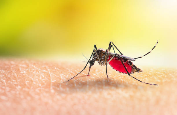 Alerta por Aumento del Dengue en Tamaulipas: Preocupación en la Salud Pública