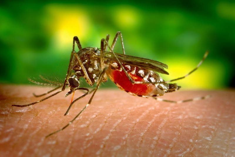 Alerta en Tamaulipas por aumento de casos de dengue y nueva variante más agresiva