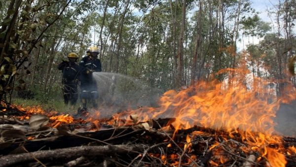 Así puedes prevenir un incendio forestal