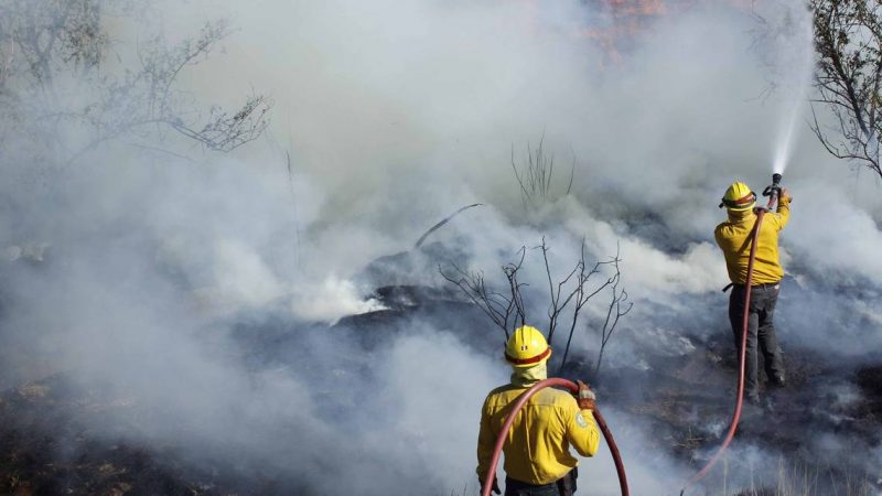Crisis nacional: 84 incendios forestales activos azotan 20 estados mexicanos