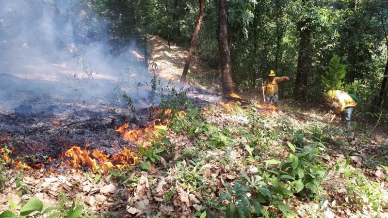 Siete incendios forestales arrasan 700 hectáreas en Tamaulipas