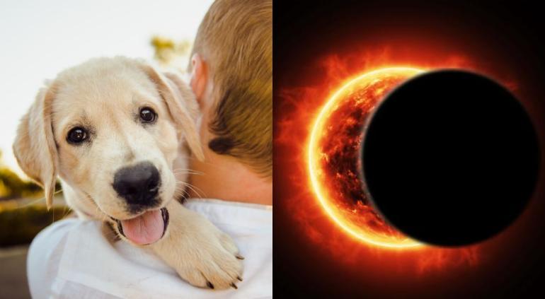 ¿Cómo afectará el eclipse a las mascotas? Especialistas advierten sobre posibles comportamientos extraños