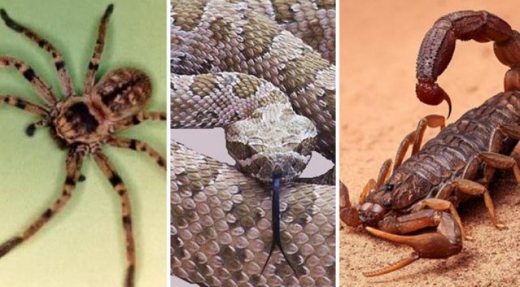 Aumenta riesgo de encuentro con animales ponzoñosos por altas temperaturas