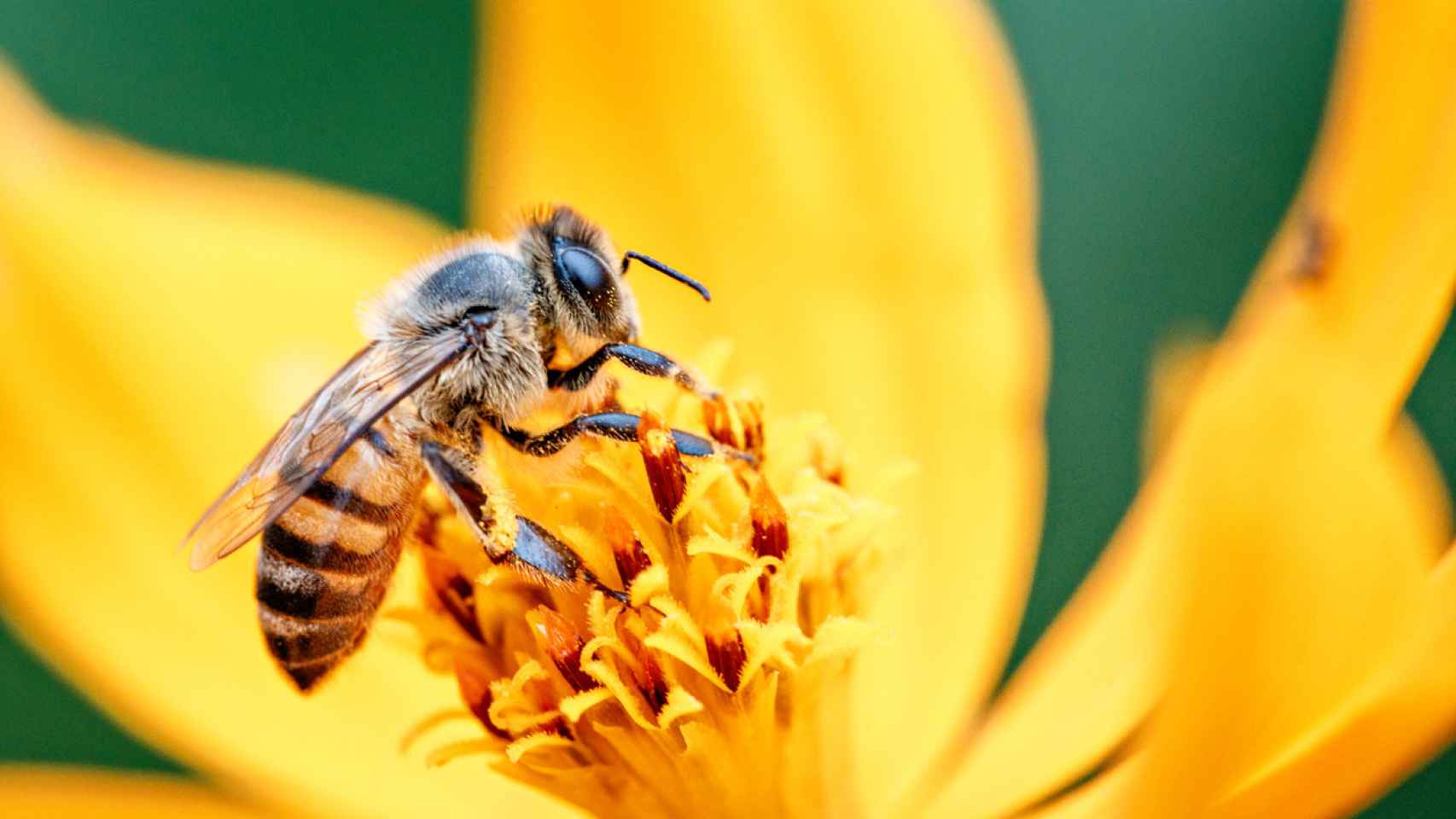 ¿Por qué preocupa a científicos la desaparición de las abejas?