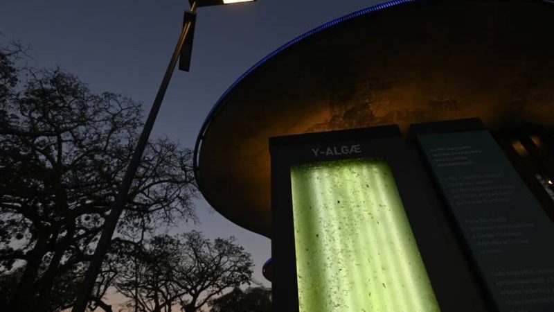 Científicos argentinos desarrollan ‘árbol líquido’ que produce oxígeno en zonas urbanas