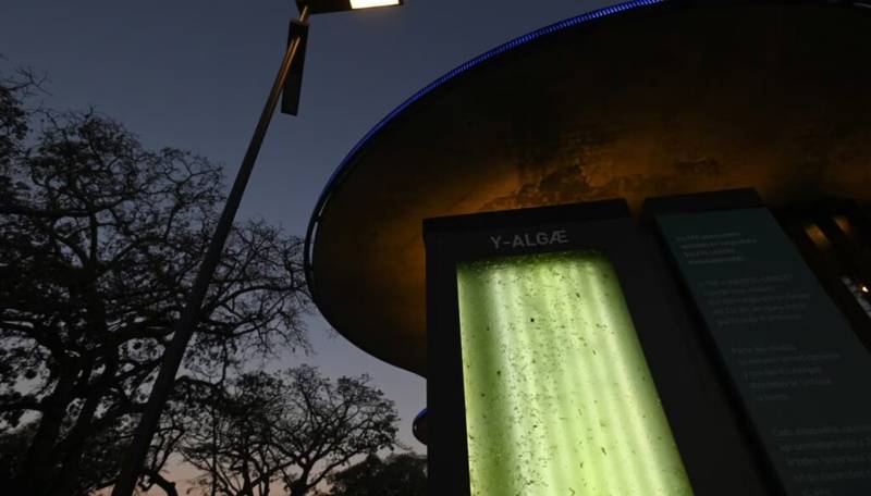 Científicos argentinos desarrollan ‘árbol líquido’ que produce oxígeno en zonas urbanas