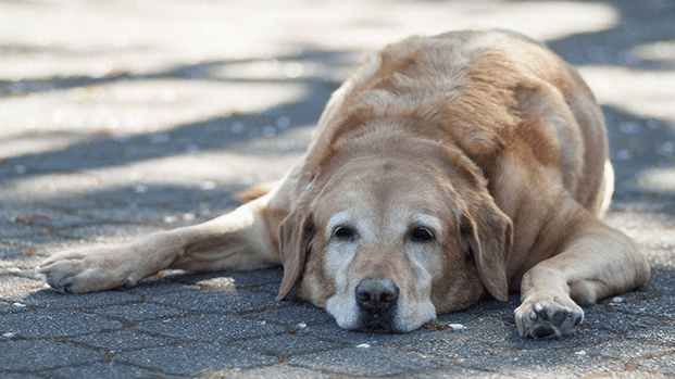 Cómo proteger a tus mascotas de golpes de calor: recomendaciones de expertos
