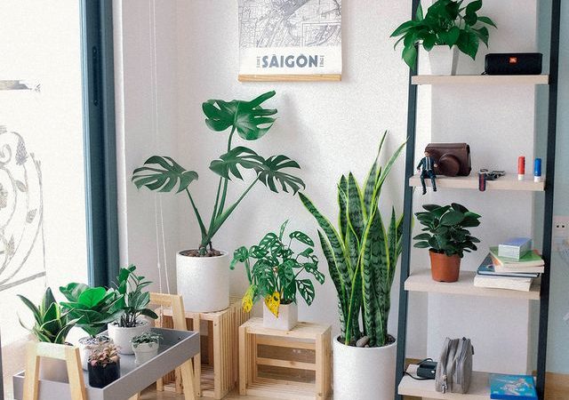 Plantas que le hacen frente al calor y ayudan a mantener fresca tu casa