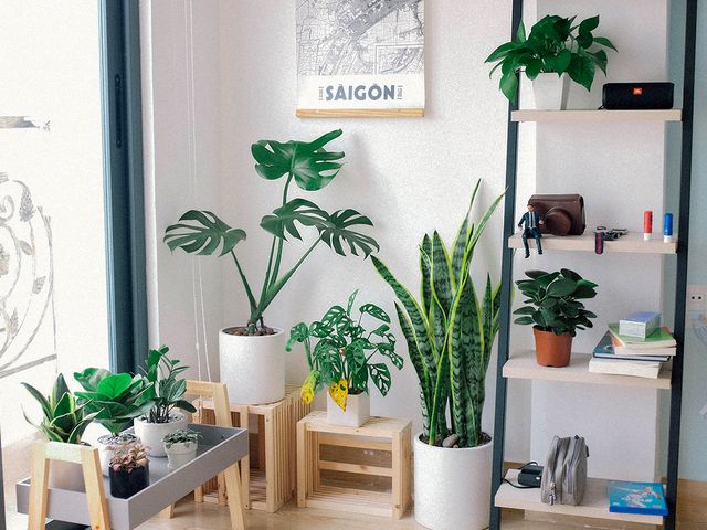 Plantas que le hacen frente al calor y ayudan a mantener fresca tu casa