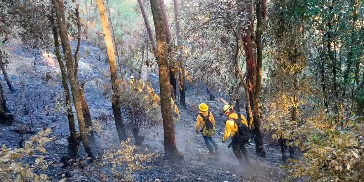 Aumenta la lucha contra el incendio en Ciudad Victoria: brigadistas piden que no asistan más voluntarios
