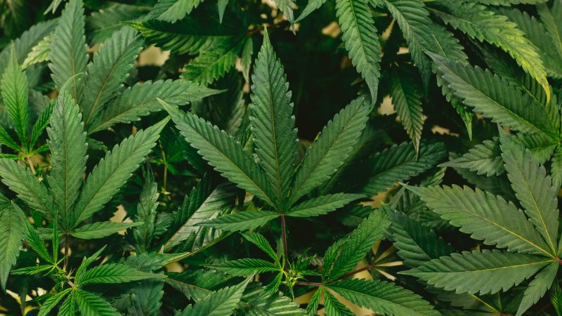 Estados Unidos reclasifica la marihuana como una droga de bajo riesgo