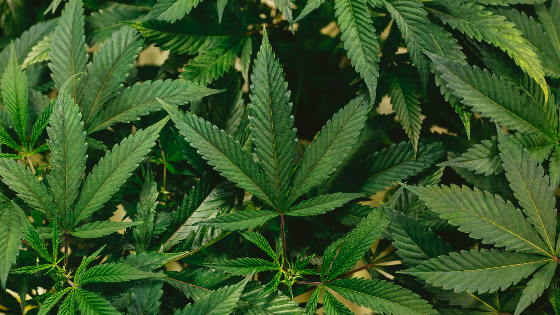 Estados Unidos reclasifica la marihuana como una droga de bajo riesgo