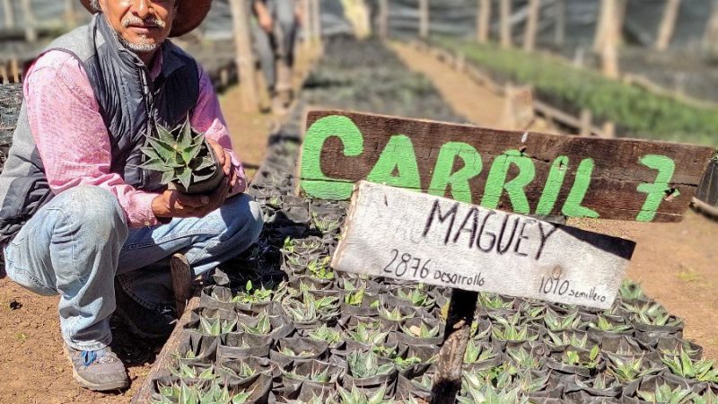 Busca la UAT preservar la genética de especies de maguey
