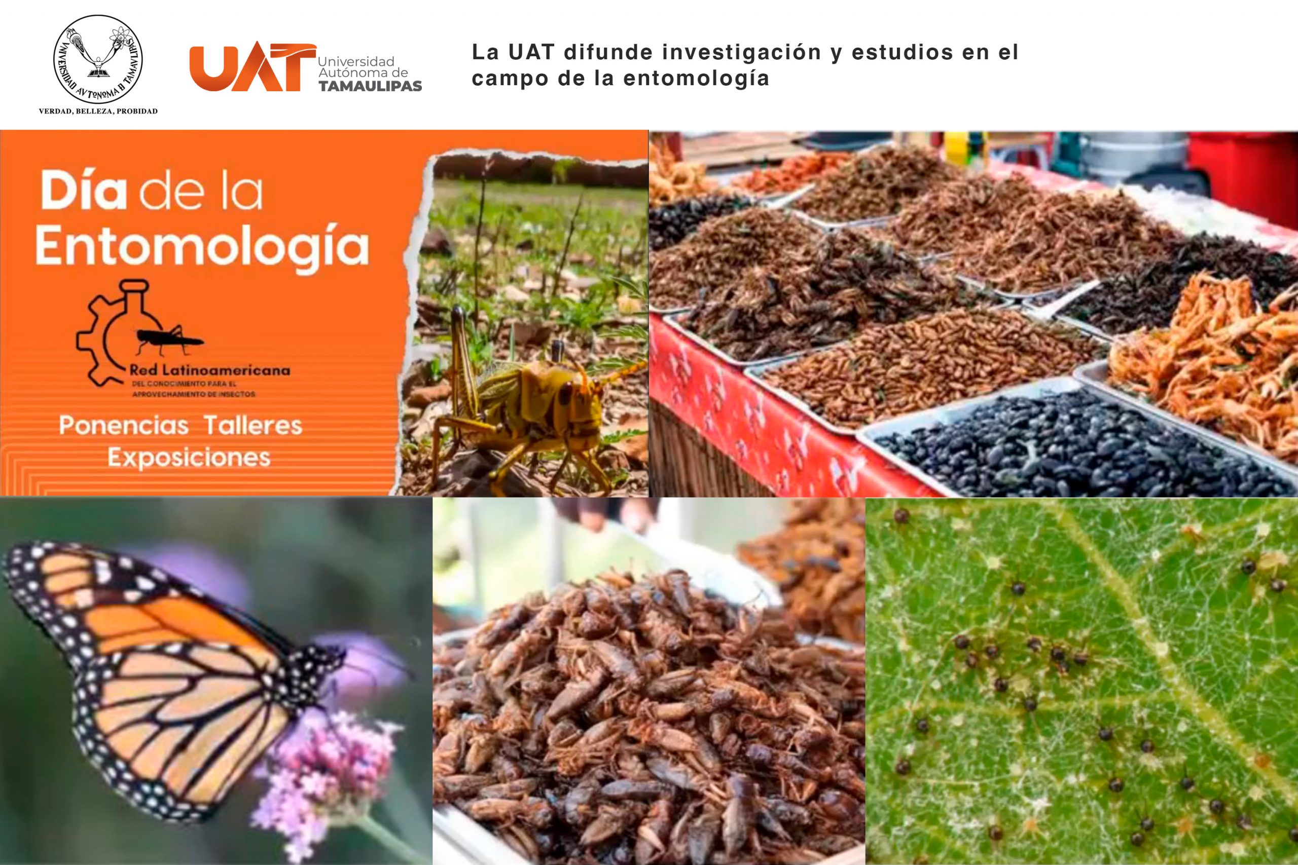 La UAT difunde su investigación y estudios en el campo de la entomología