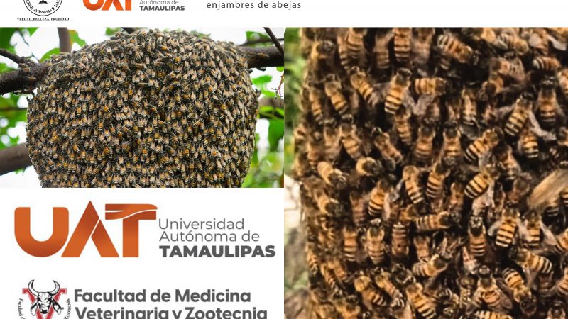 La UAT lanza campaña para rescatar y proteger enjambres de abejas