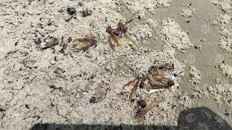 Invasión de insectos sorprende a turistas en Playa Miramar