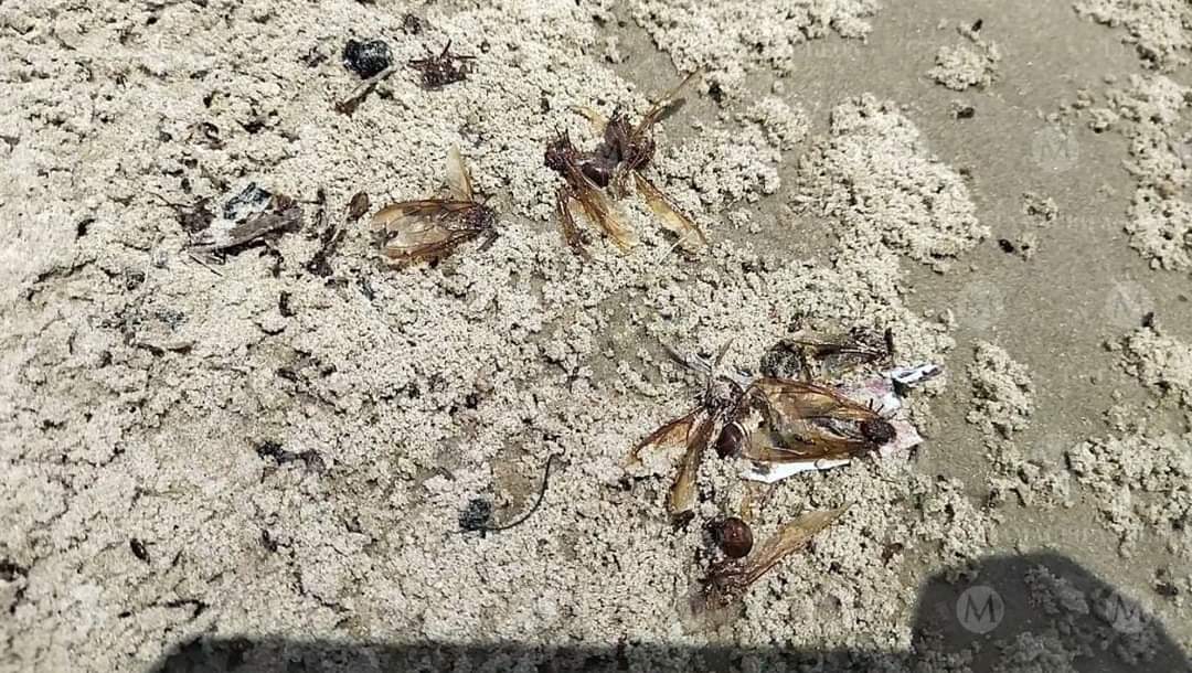 Invasión de insectos sorprende a turistas en Playa Miramar