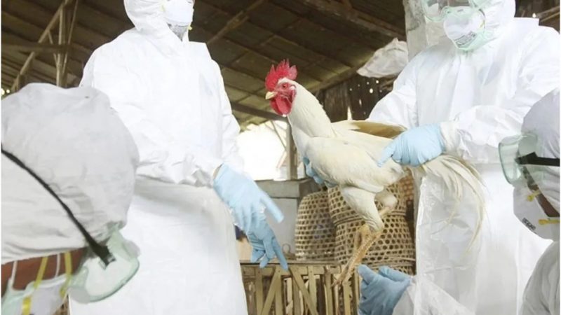 OMS alerta tras primera muerte por gripe aviar en México y llama a reforzar la vigilancia global