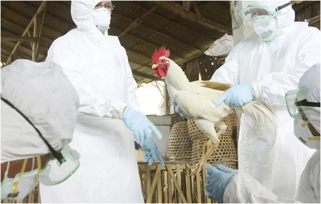 OMS alerta tras primera muerte por gripe aviar en México y llama a reforzar la vigilancia global