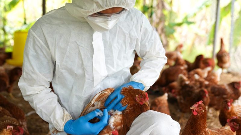 Descartan riesgo de contagio por gripe aviar en Tamaulipas