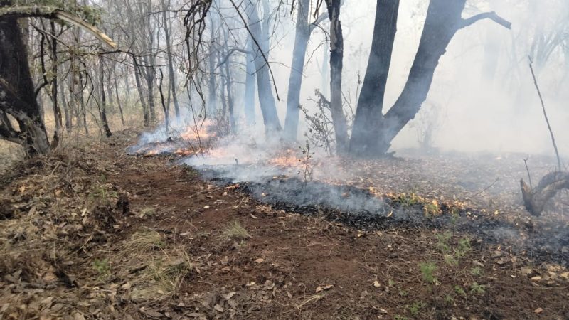 Cuatro Incendios Forestales Activos en Tamaulipas