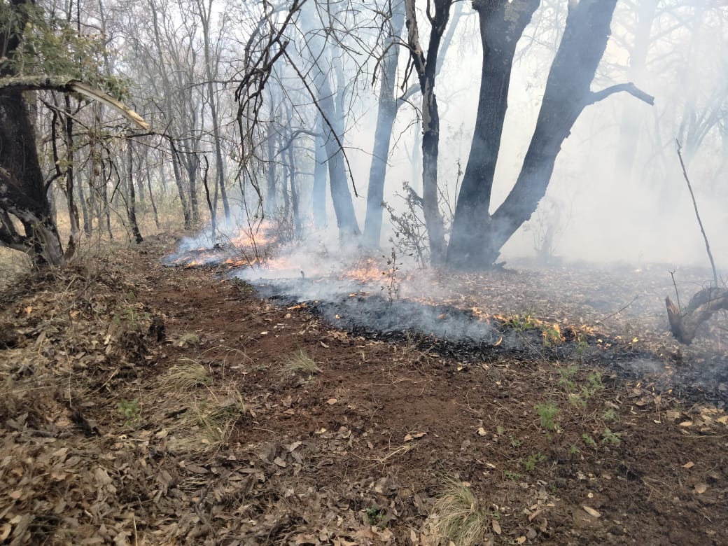 Cuatro Incendios Forestales Activos en Tamaulipas