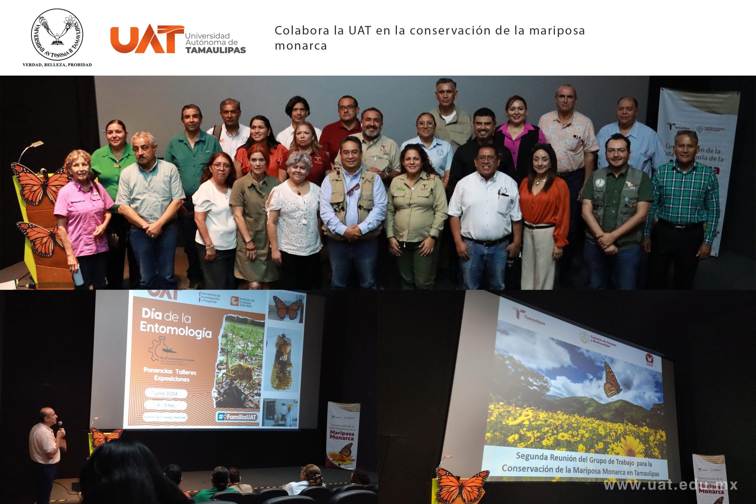 Colabora la UAT en la conservación de la mariposa monarca